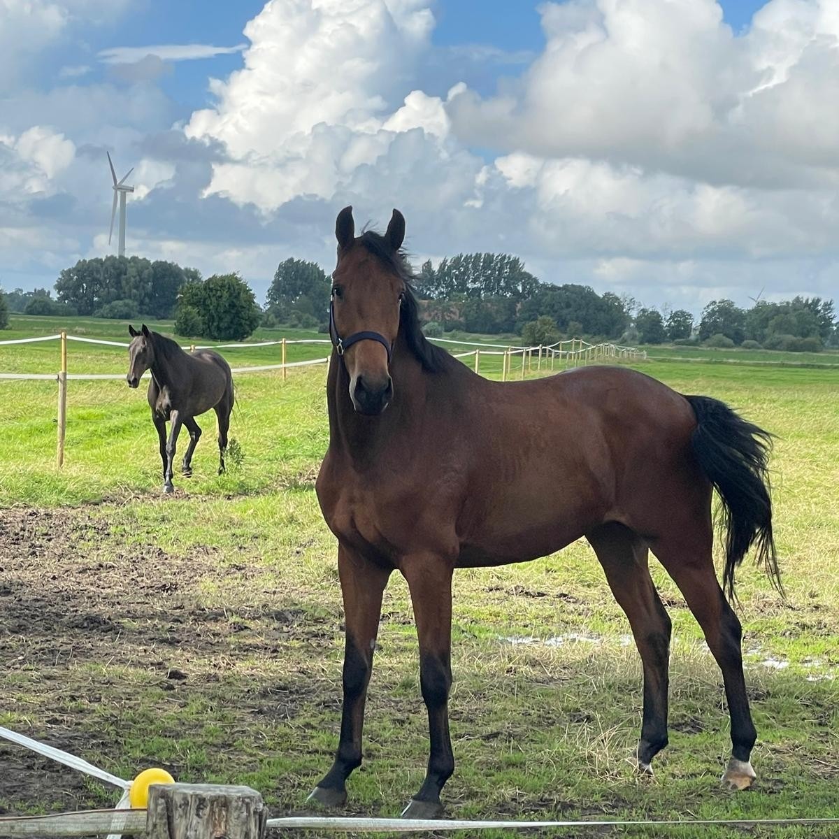 5. jähr. Wallach von Valverde / Valéry